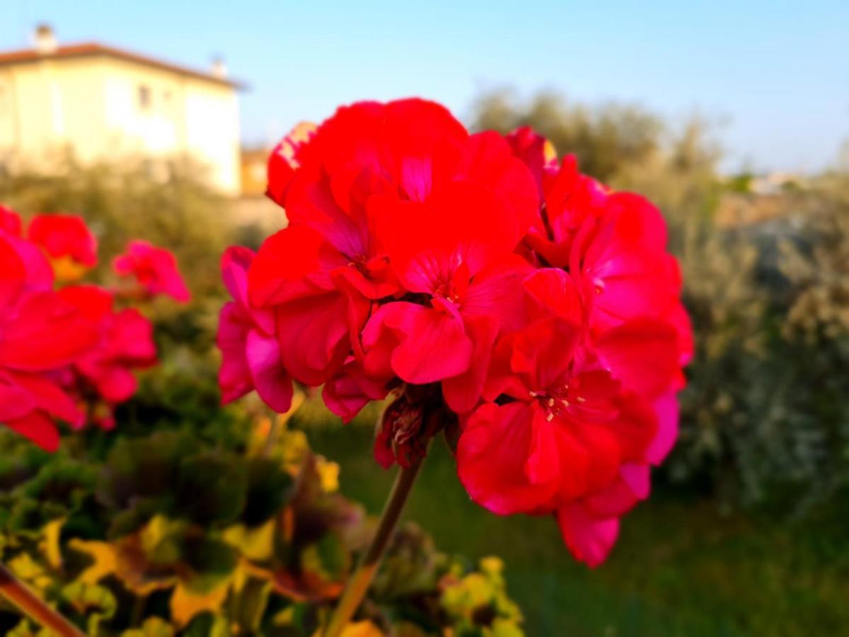 Francesca'S Home Bardolino Dış mekan fotoğraf